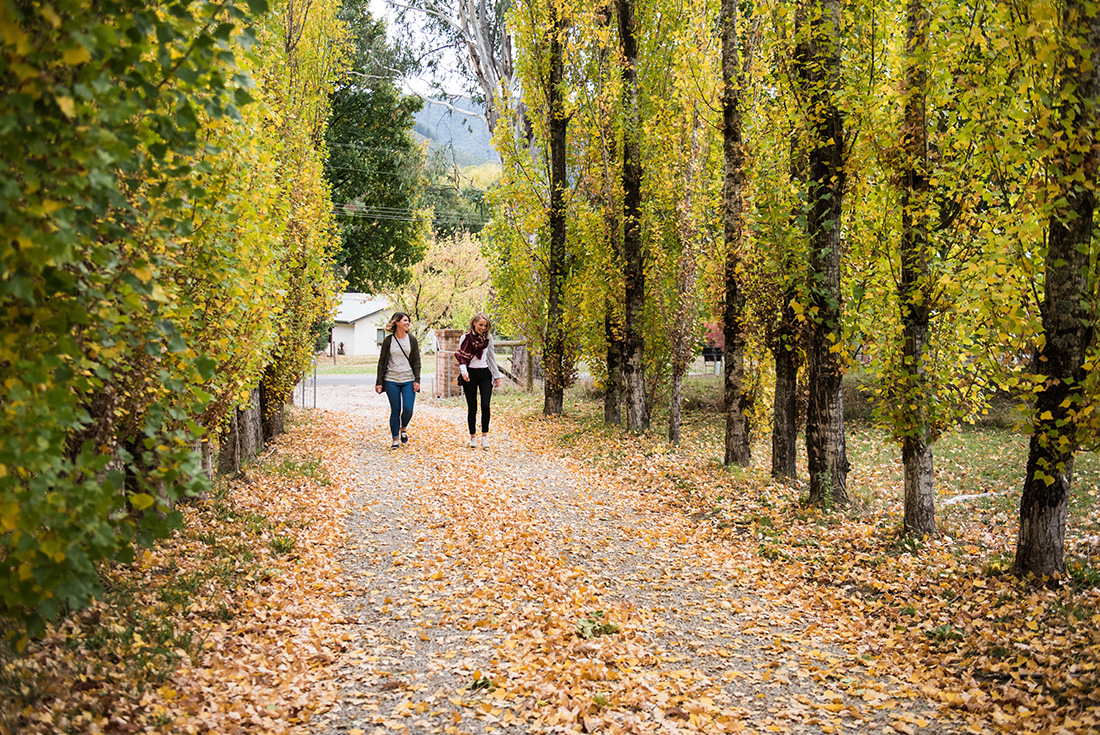 Cycle the Victorian High Country: Beechworth to Bright 2