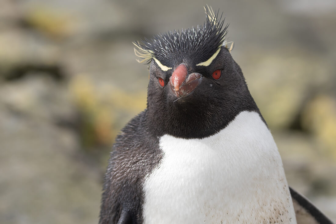 Antarctic Peninsula, Falkland Islands & South Georgia
