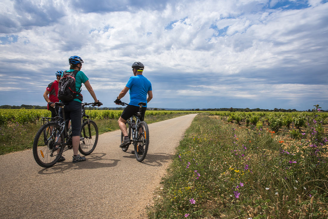 Cycle South Australia's Wine Regions 1