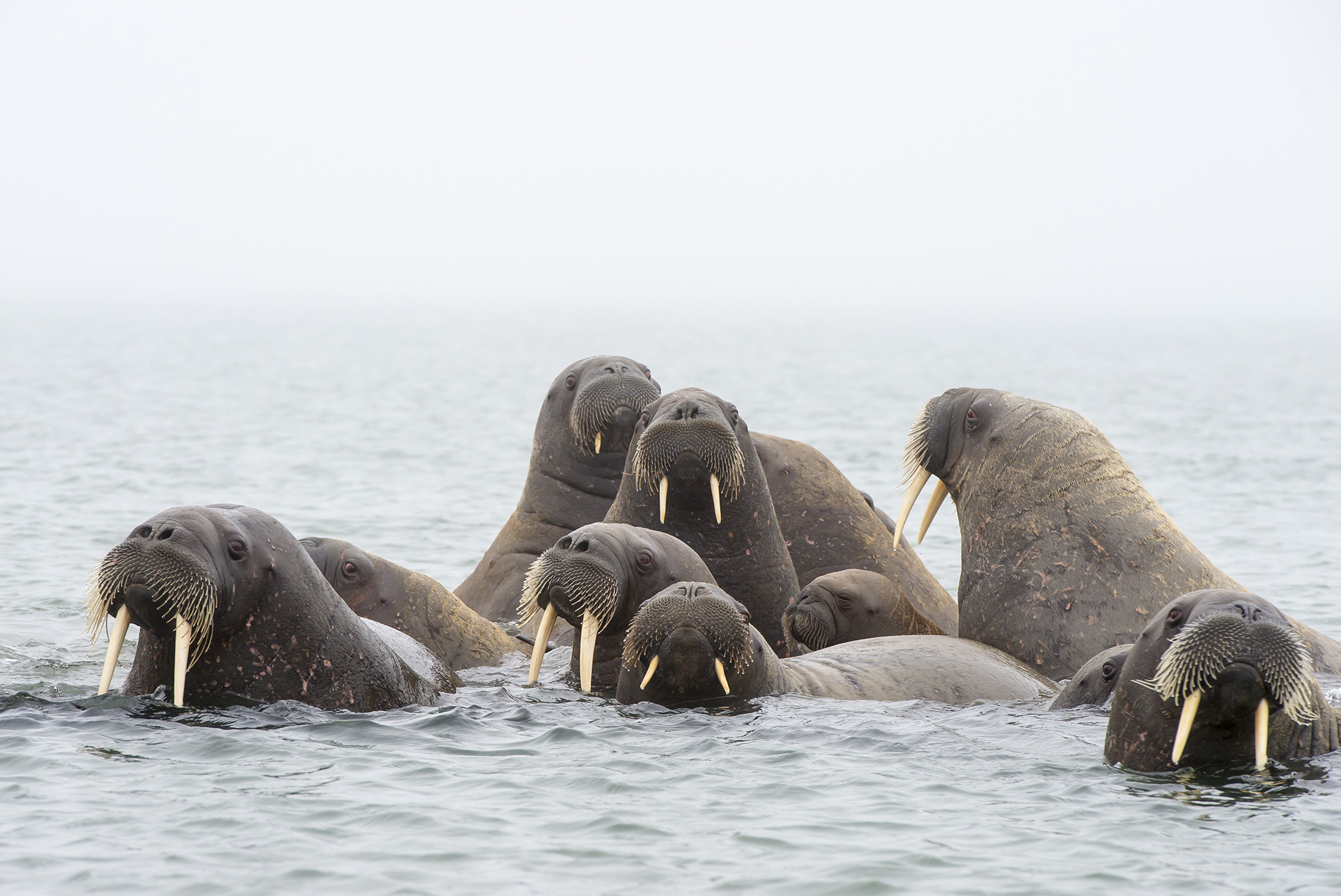 Introduction to Spitsbergen 1