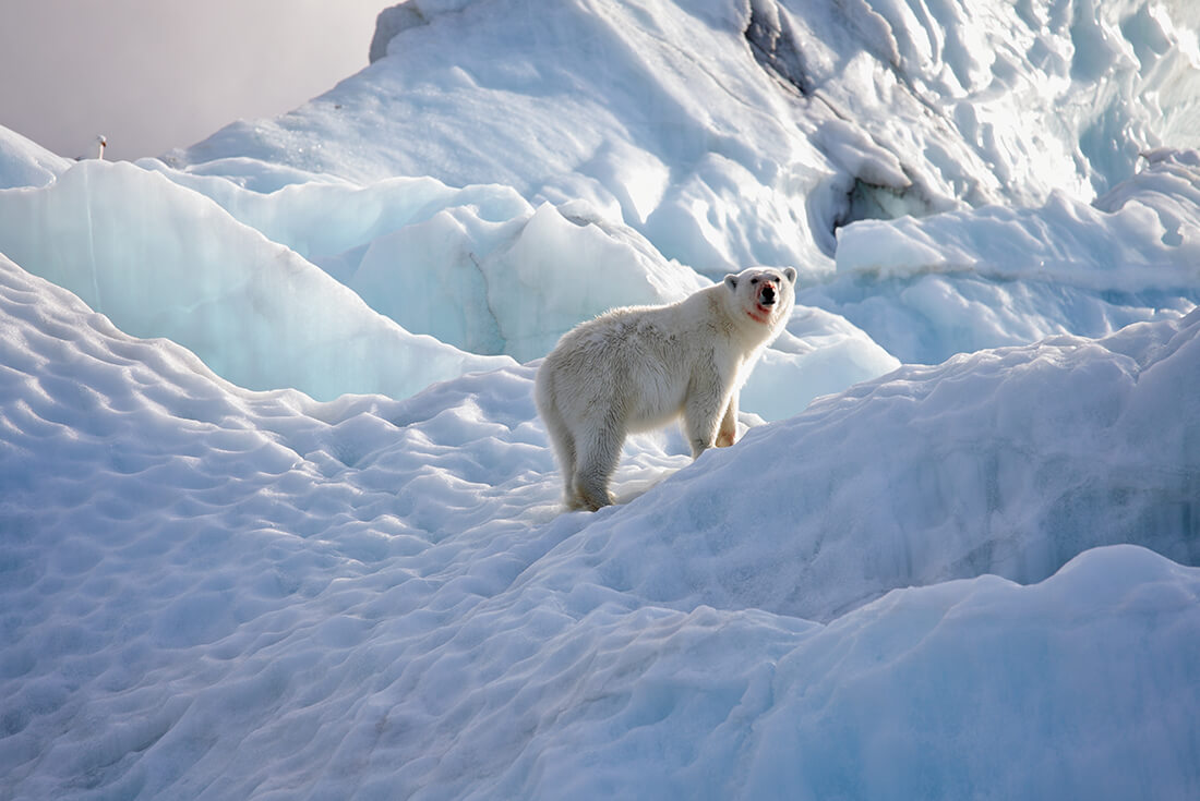 Jewels of the Russian Arctic: Franz Josef Land and Novaya Zemlya 