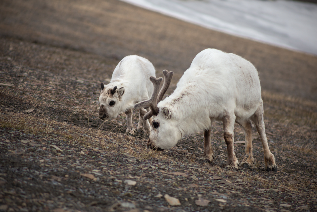 Spitsbergen Photography Adventure 3