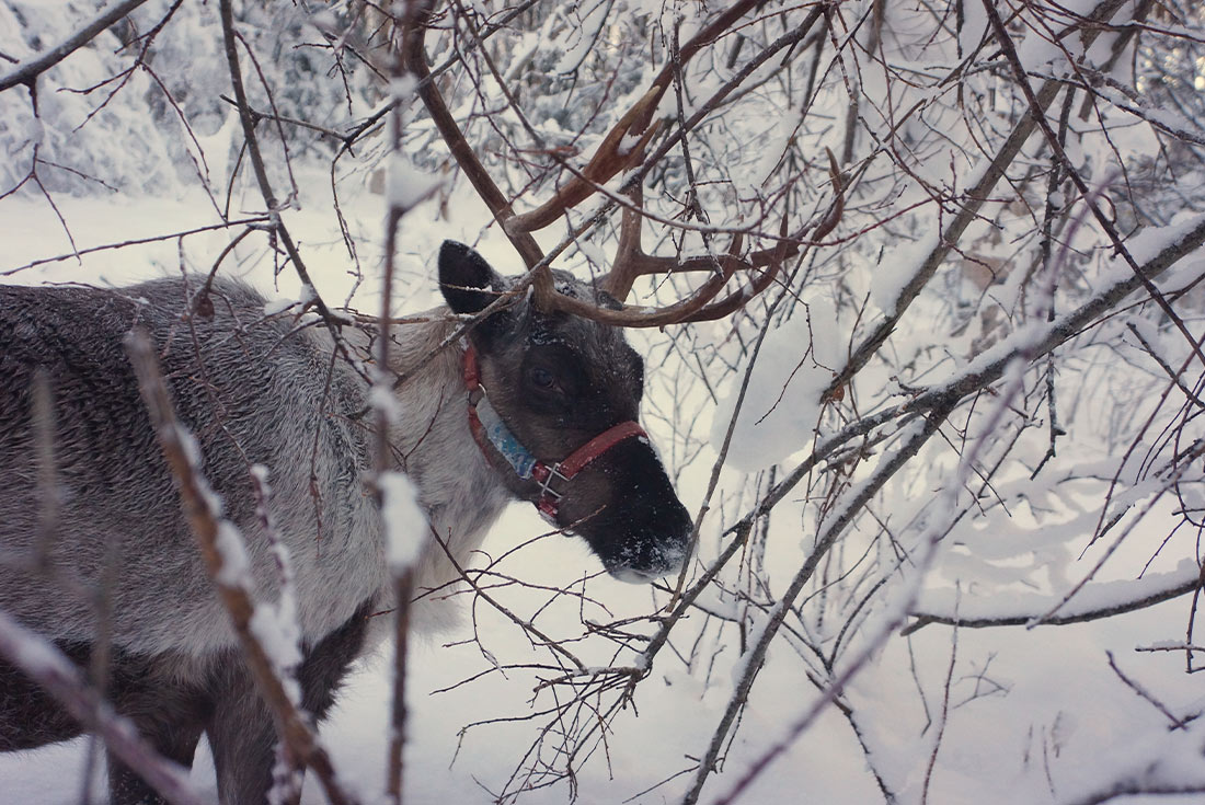 Alaska Winter Family Holiday