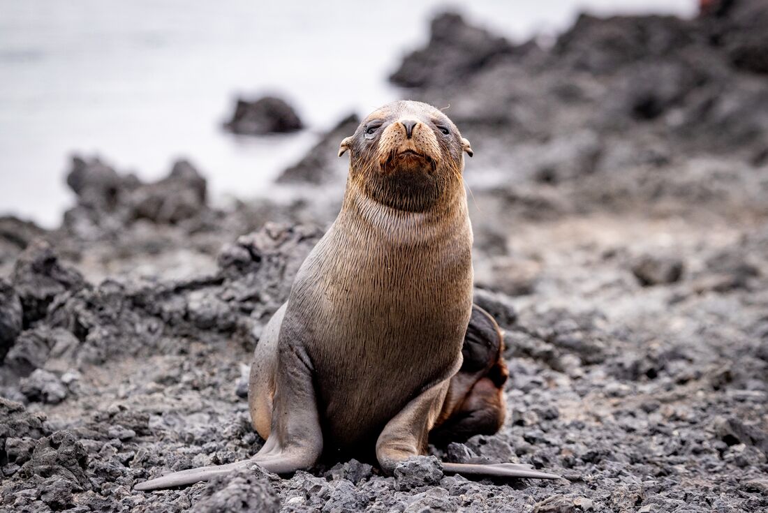 tourhub | Intrepid Travel | Classic Galapagos: South Eastern Islands (Grand Queen Beatriz) 