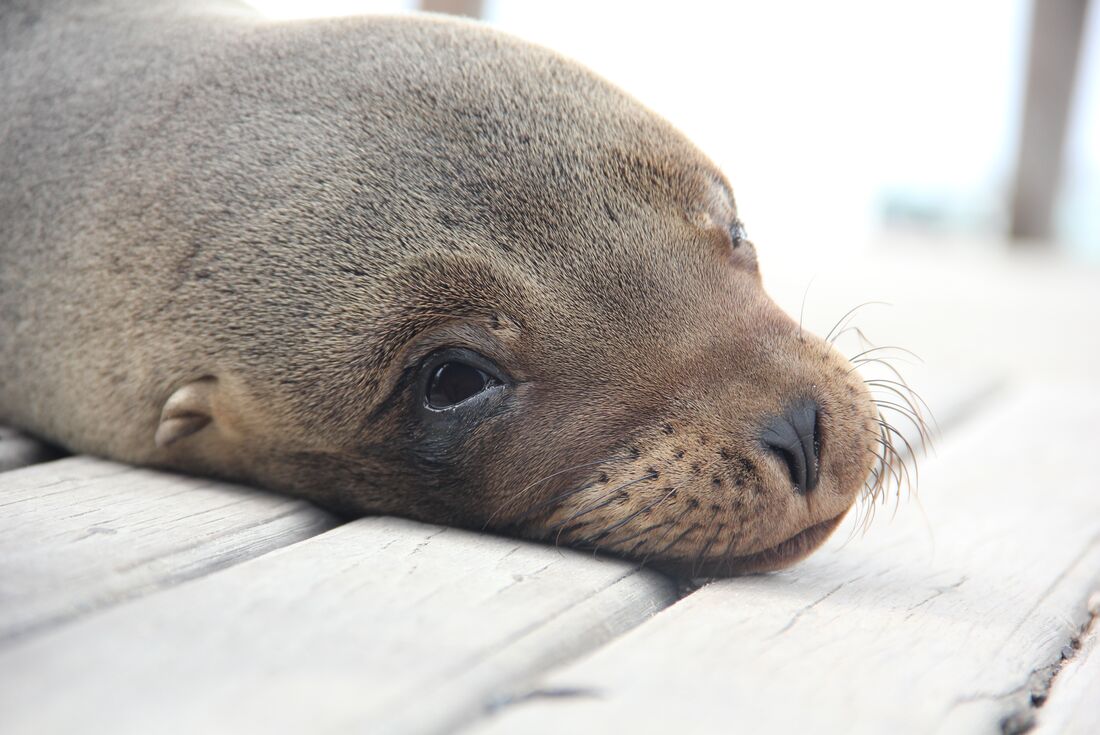 tourhub | Intrepid Travel | Classic Galapagos: Central Southern Islands (Grand Queen Beatriz) 