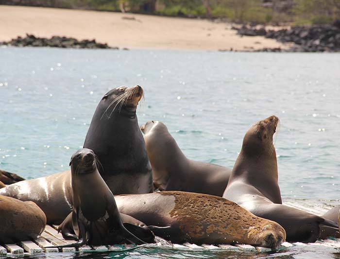 Galapagos Explorer: Southern Islands (Grand Queen Beatriz)