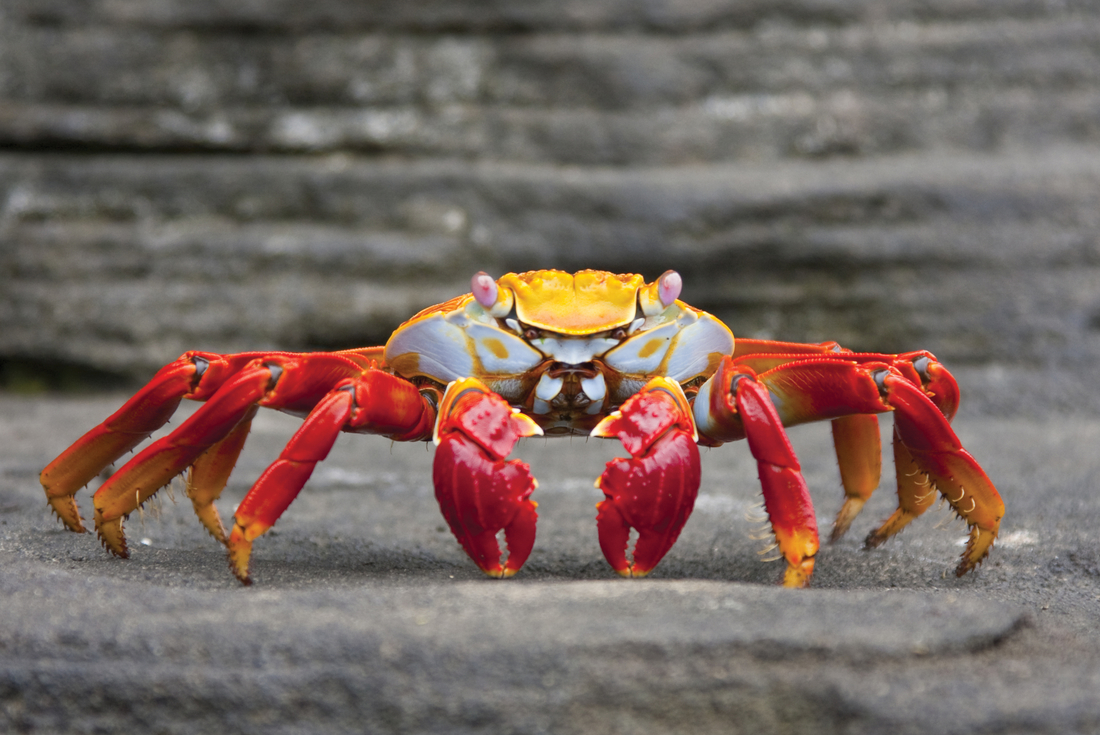 Galapagos Encounter: Southern Islands (Grand Queen Beatriz)