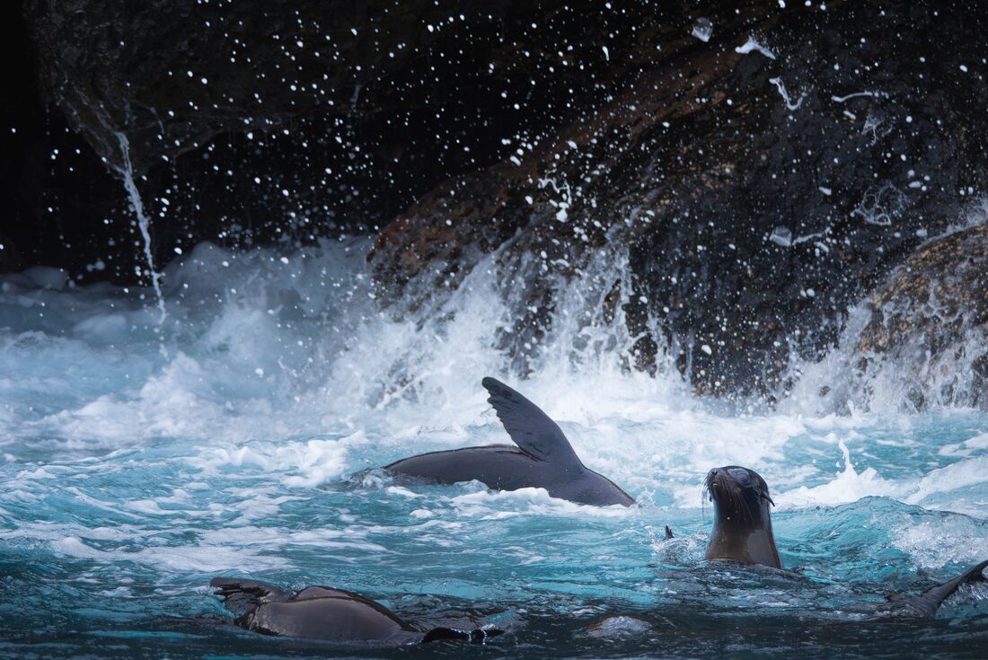 Galapagos Encounter: Southern Islands (Grand Queen Beatriz)