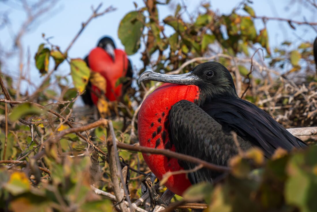 Galapagos Encounter: Southern Islands (Grand Queen Beatriz)