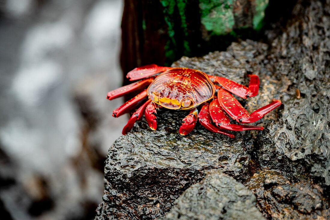 Galapagos Encounter: Southern Islands (Grand Queen Beatriz)