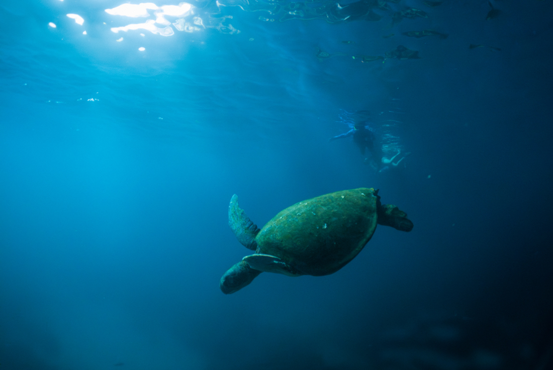 Galapagos Encounter: Southern Islands (Grand Queen Beatriz)