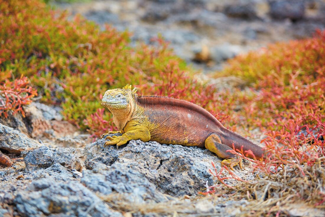 tourhub | Intrepid Travel | Galapagos Encounter: Central Islands (Grand Queen Beatriz) 