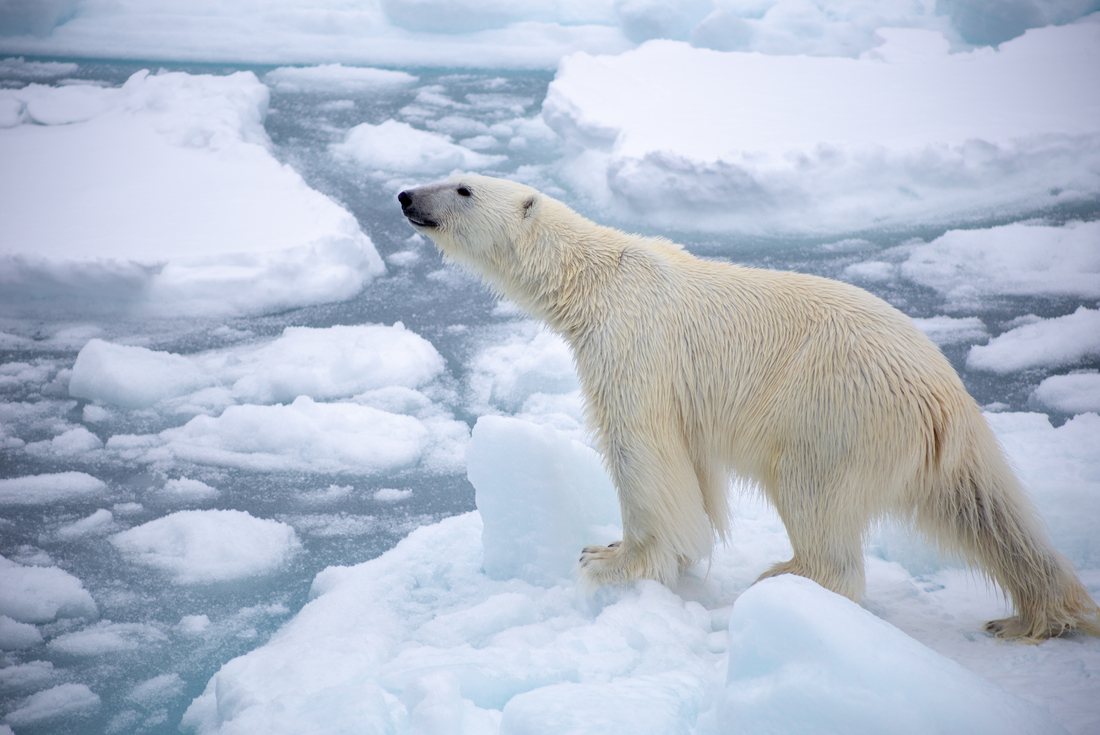 Spitsbergen Photography Adventure