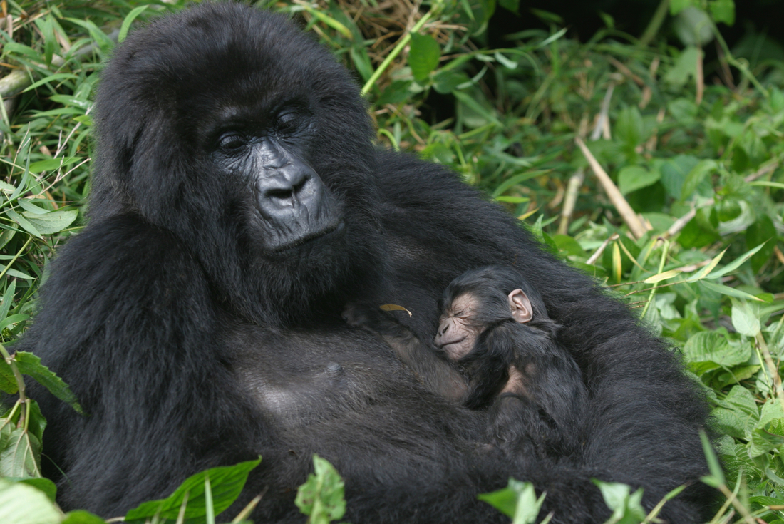 East Africa Safari: Gorillas and the Big Five