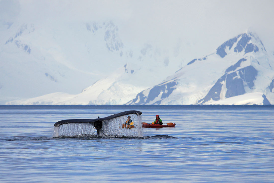 tourhub | Intrepid Travel | Best of Antarctica In Depth (Ocean Endeavour) | GQMAW