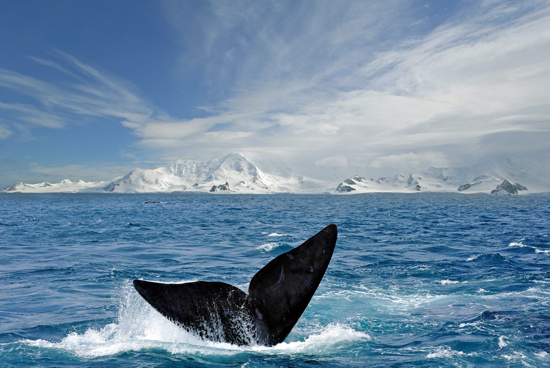 Best of Antarctica: Whale Journey (Ocean Endeavour) 