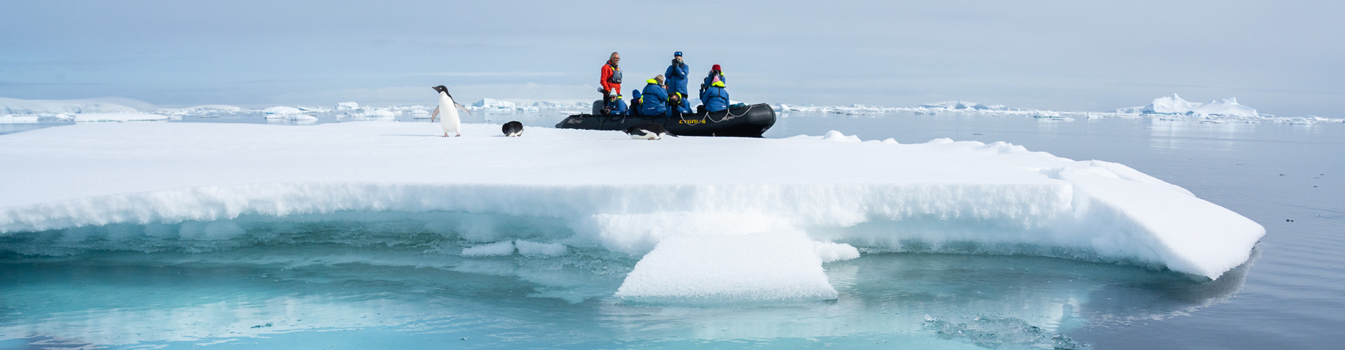 tourhub | Intrepid Travel | Best of Antarctica: Whale Journey (Ocean Endeavour)  | GQMWJ