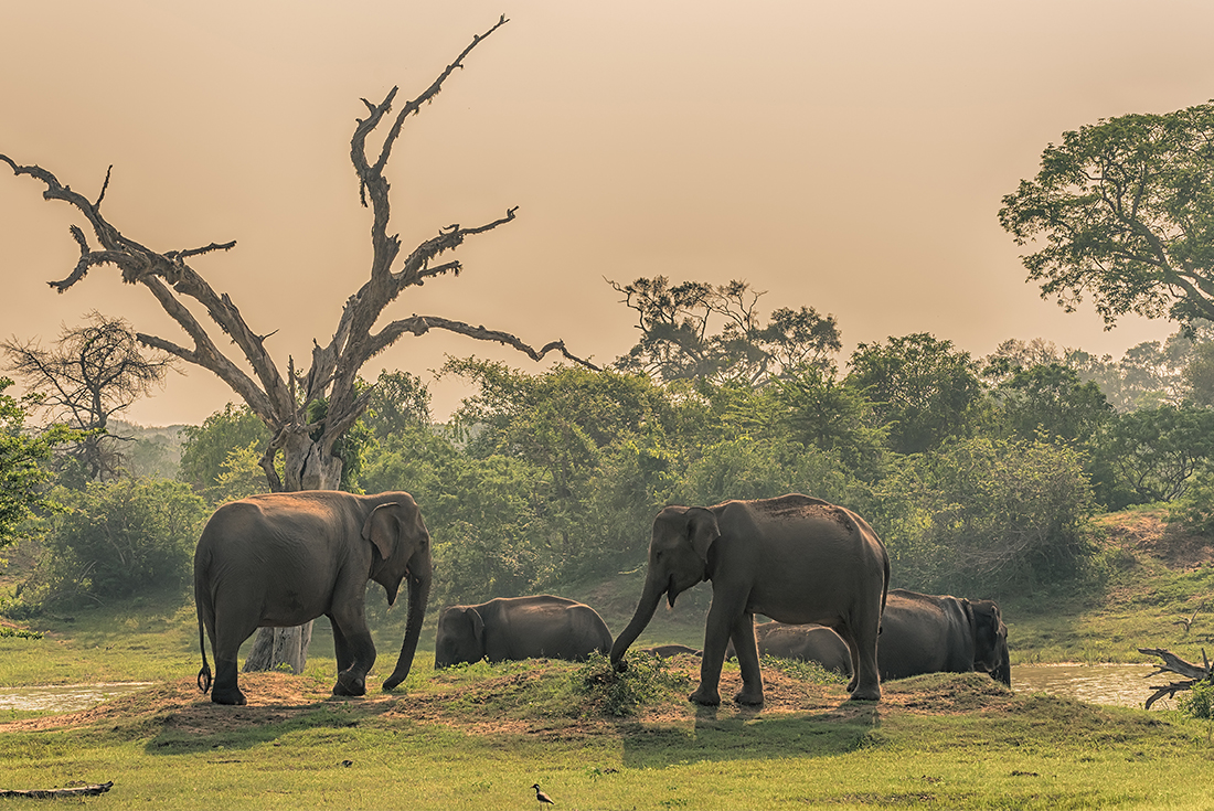 tourhub | Intrepid Travel | Cycle Sri Lanka 