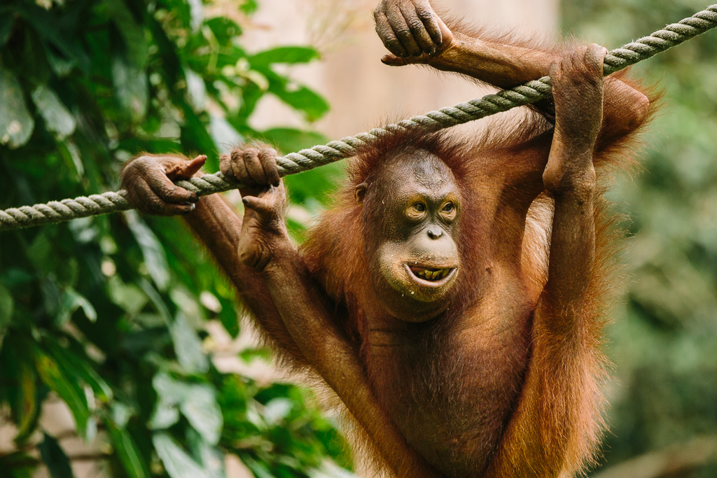 Essential Borneo