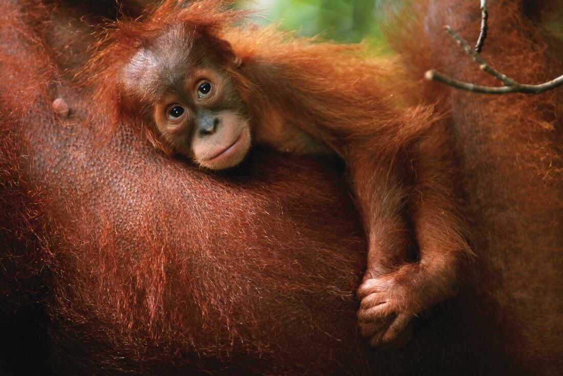 Indonesia Expedition: Orangutans of Kalimantan 