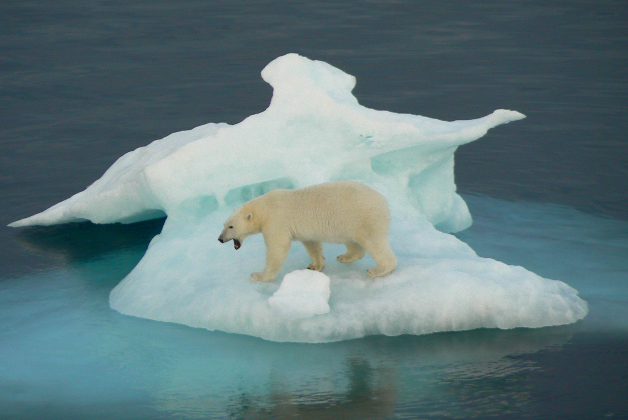 Ocean Adventurer in Antarctica