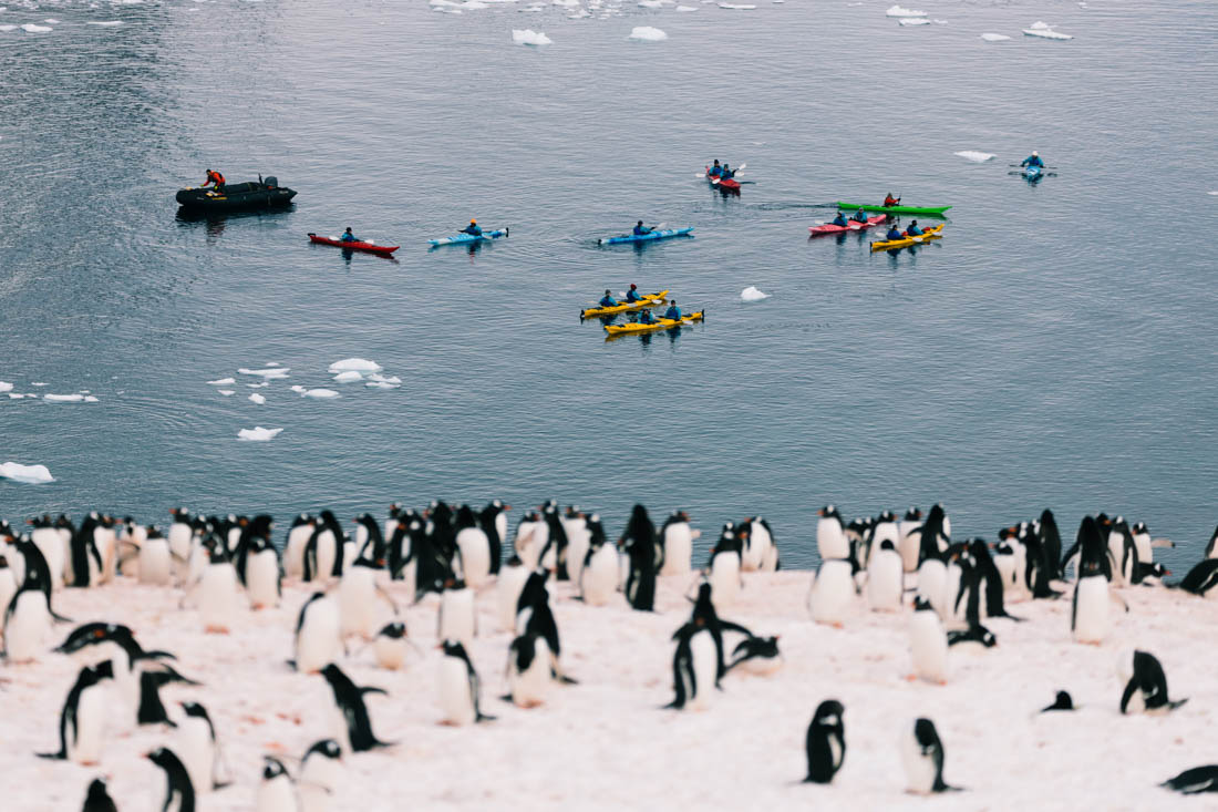 tourhub | Intrepid Travel | Best of Antarctica: Whale Discovery (Ocean Endeavour) | GQMDJ