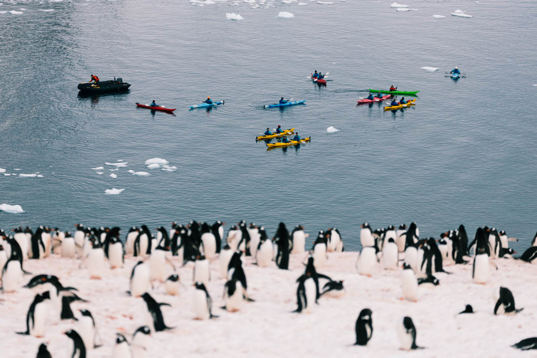 tourhub | Intrepid Travel | Best of Antarctica: Whale Discovery (Ocean Endeavour)  