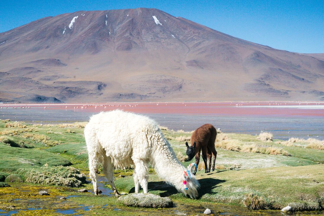 tourhub | Intrepid Travel | Bolivia Highlights | GGSV