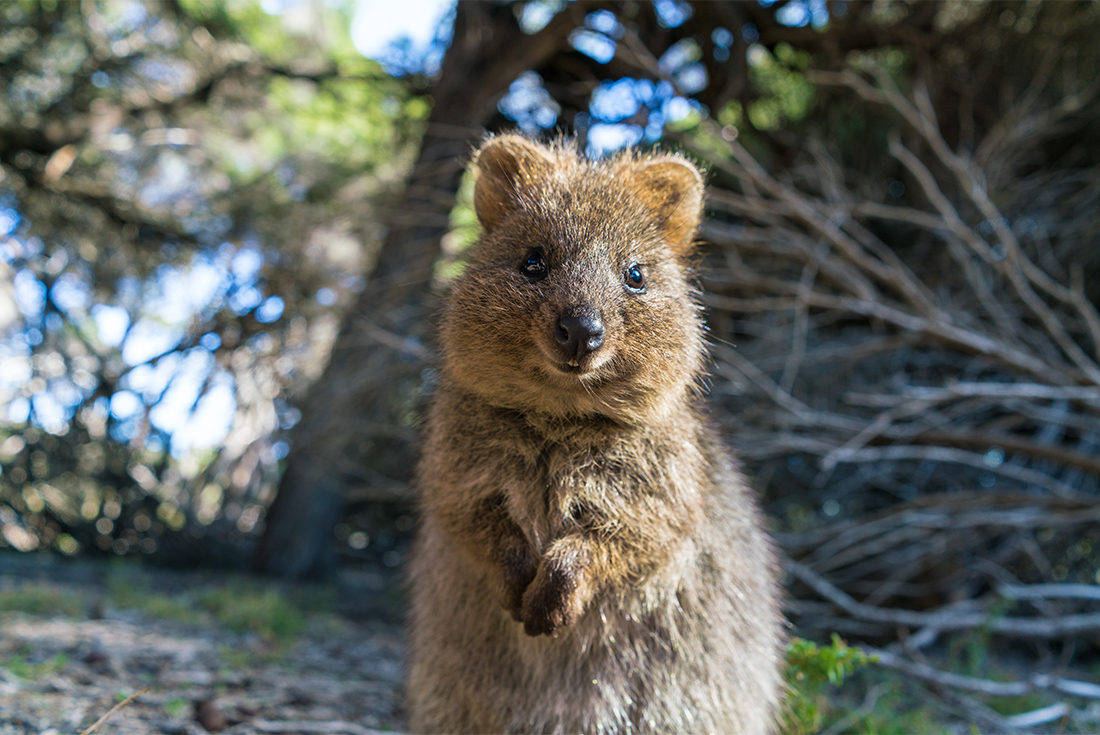 tourhub | Intrepid Travel | Best of Perth, Margaret River & Rottnest Island 