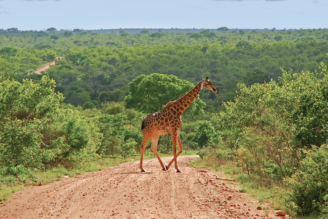 tourhub | Intrepid Travel | Wild Kruger Camping 