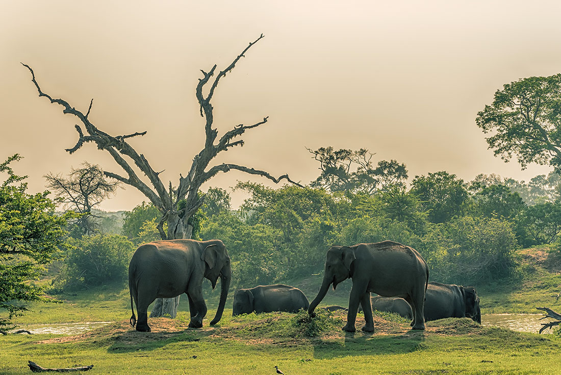Sri Lanka Safari