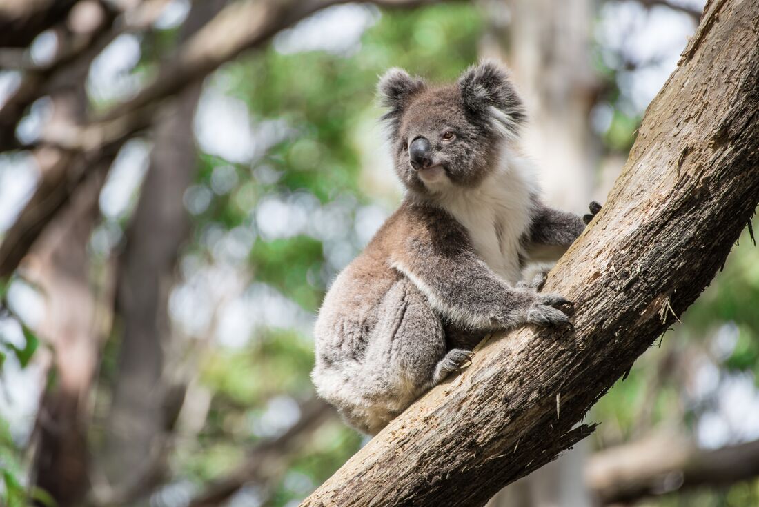 One Week from Sydney to Brisbane