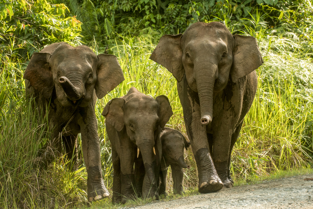 Borneo Family Holiday Comfort