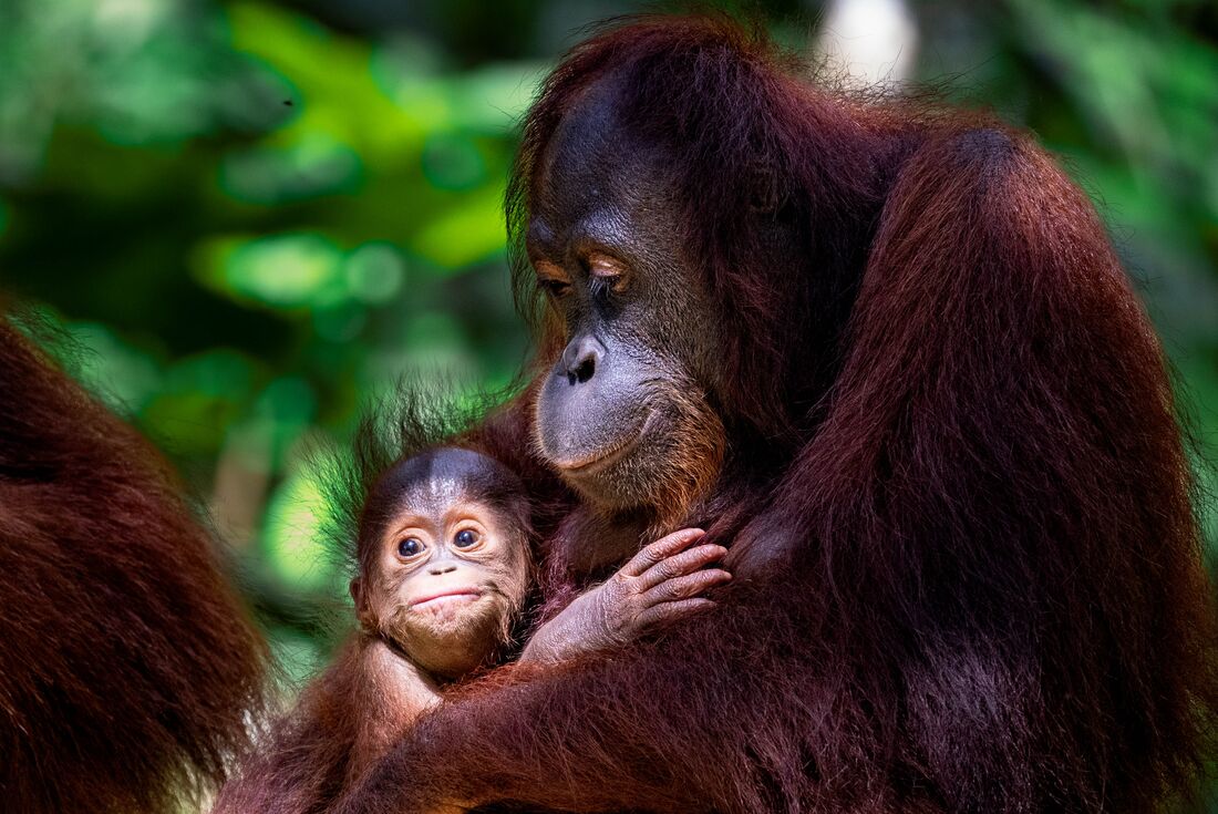 Borneo Family Holiday Comfort