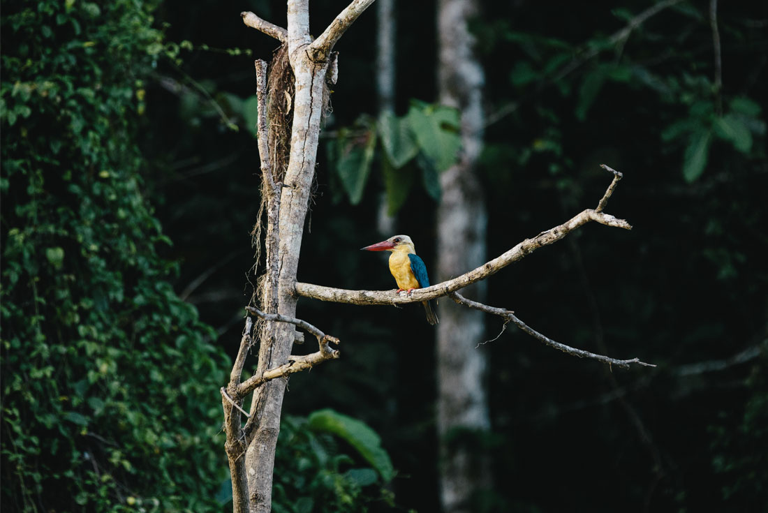 tourhub | Intrepid Travel | Classic Borneo 