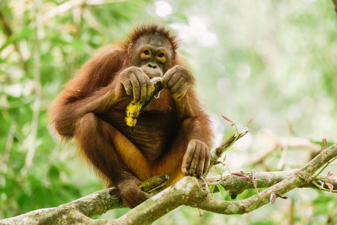 tourhub | Intrepid Travel | Classic Borneo 