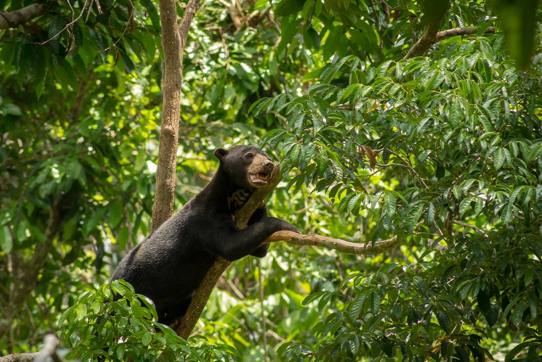 tourhub | Intrepid Travel | Classic Borneo 