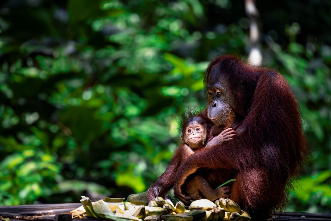 Classic Borneo