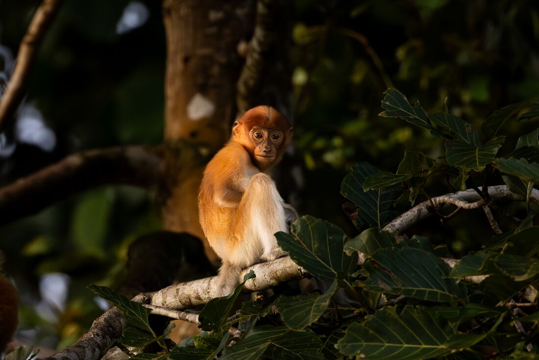 tourhub | Intrepid Travel | Classic Borneo 