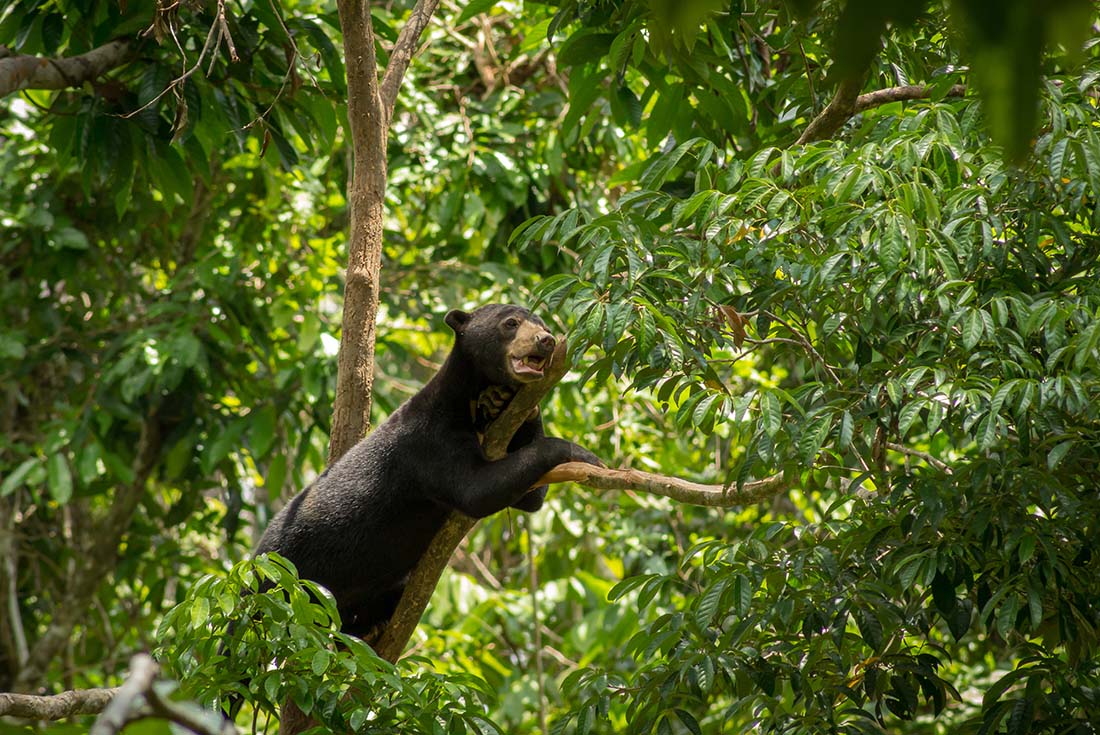 tourhub | Intrepid Travel | Sabah Adventure 