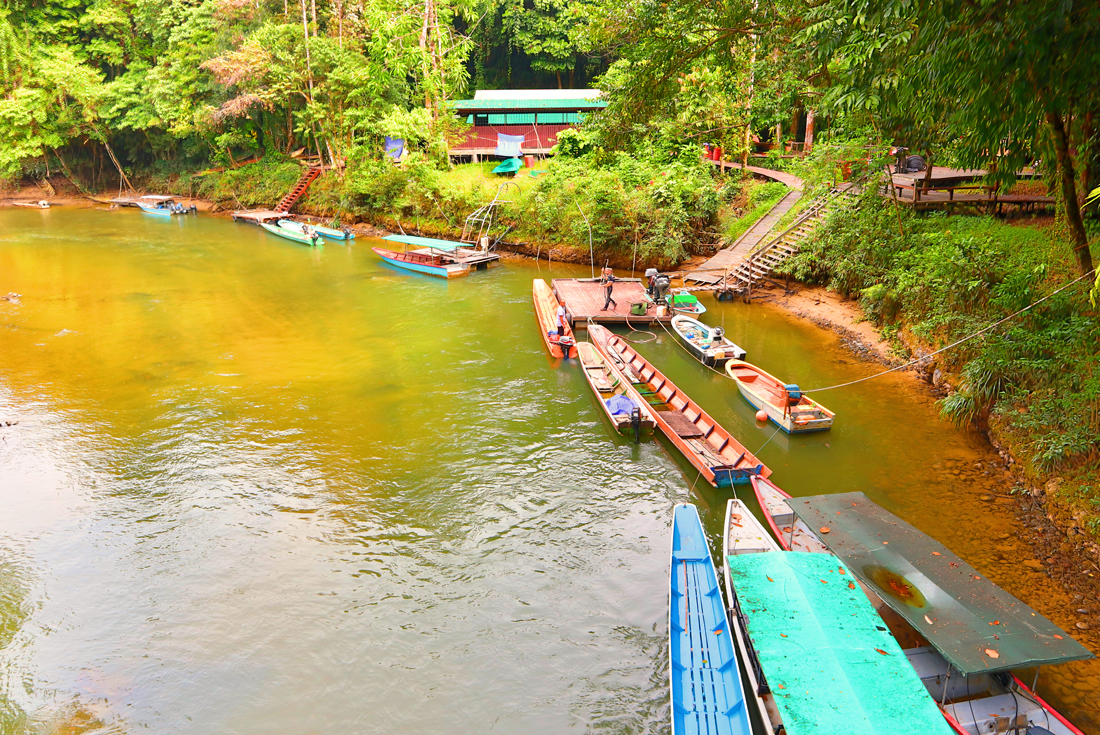 Wild Sarawak