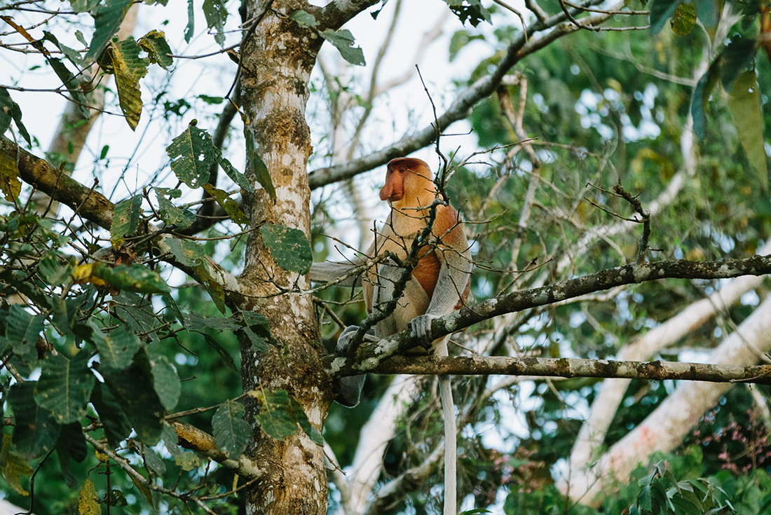 tourhub | Intrepid Travel | Real Borneo 