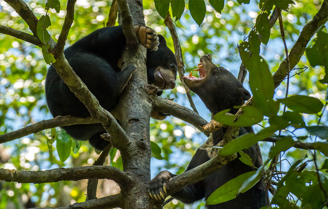 tourhub | Intrepid Travel | Real Borneo 