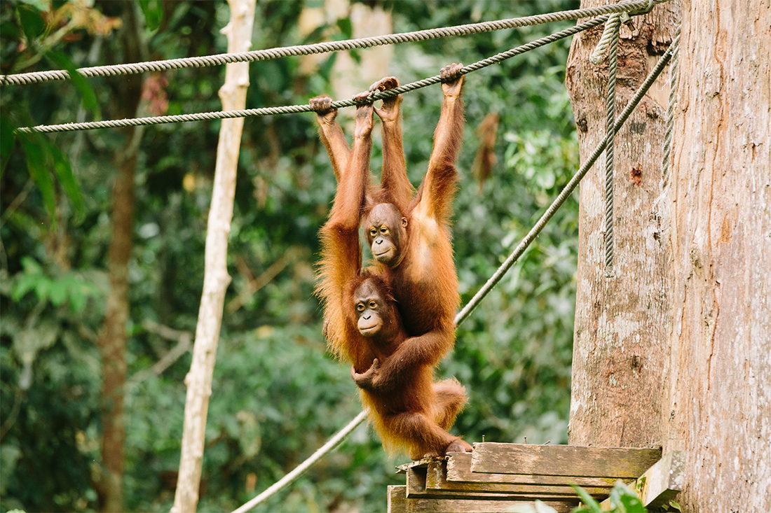 tourhub | Intrepid Travel | Real Borneo 