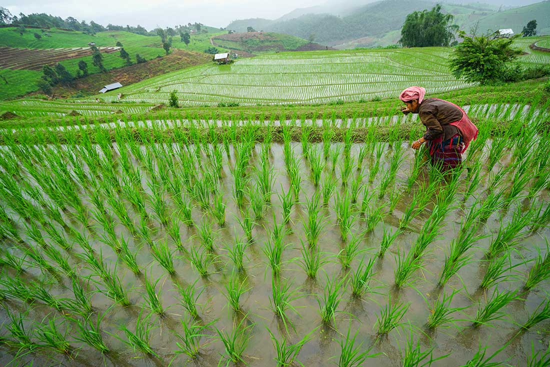 tourhub | Intrepid Travel | Thailand Hilltribe Trek 