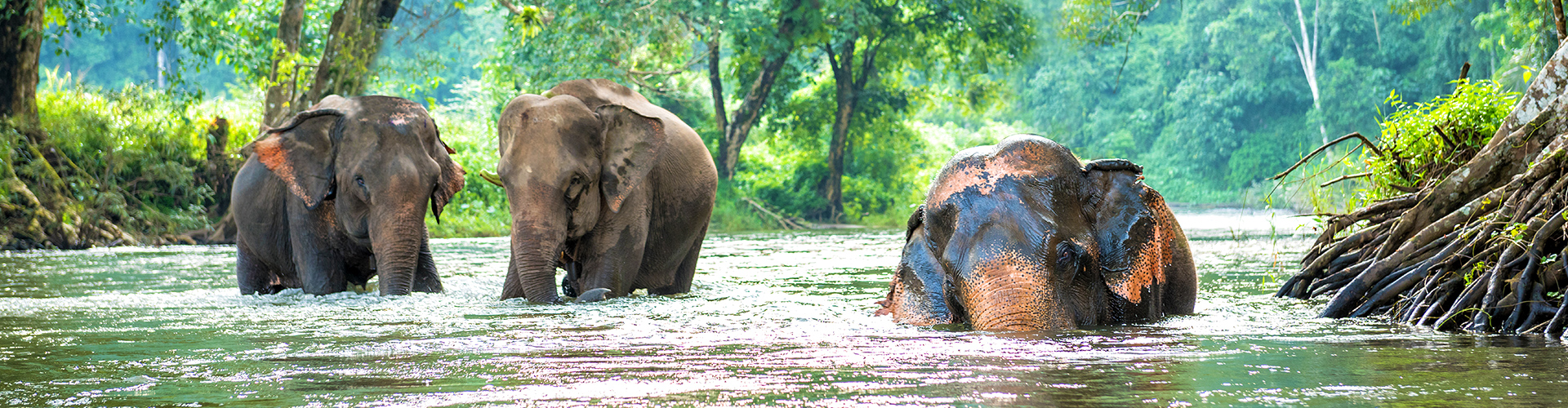 tourhub | Intrepid Travel | Explore Northern Thailand 