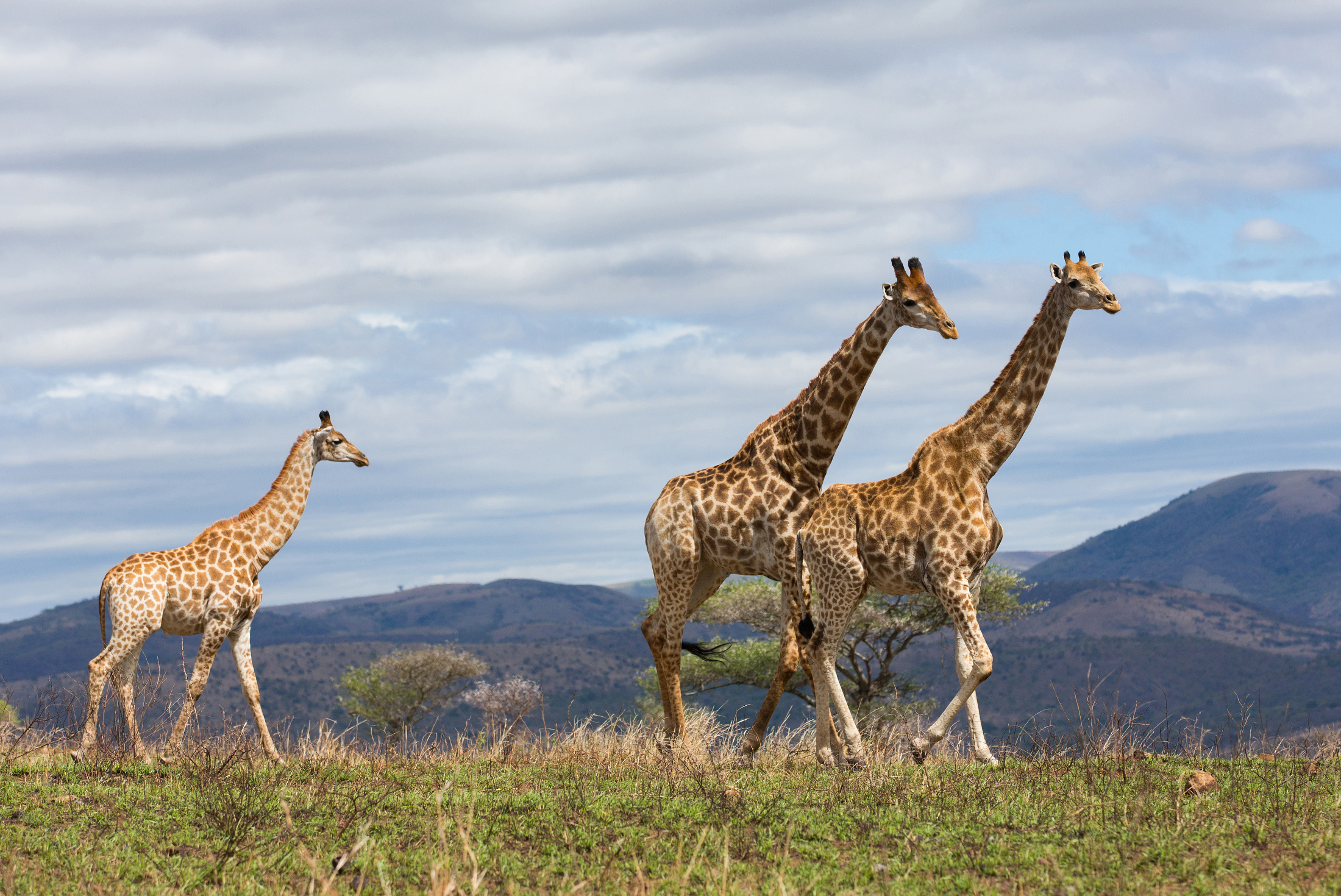 Serengeti Trail