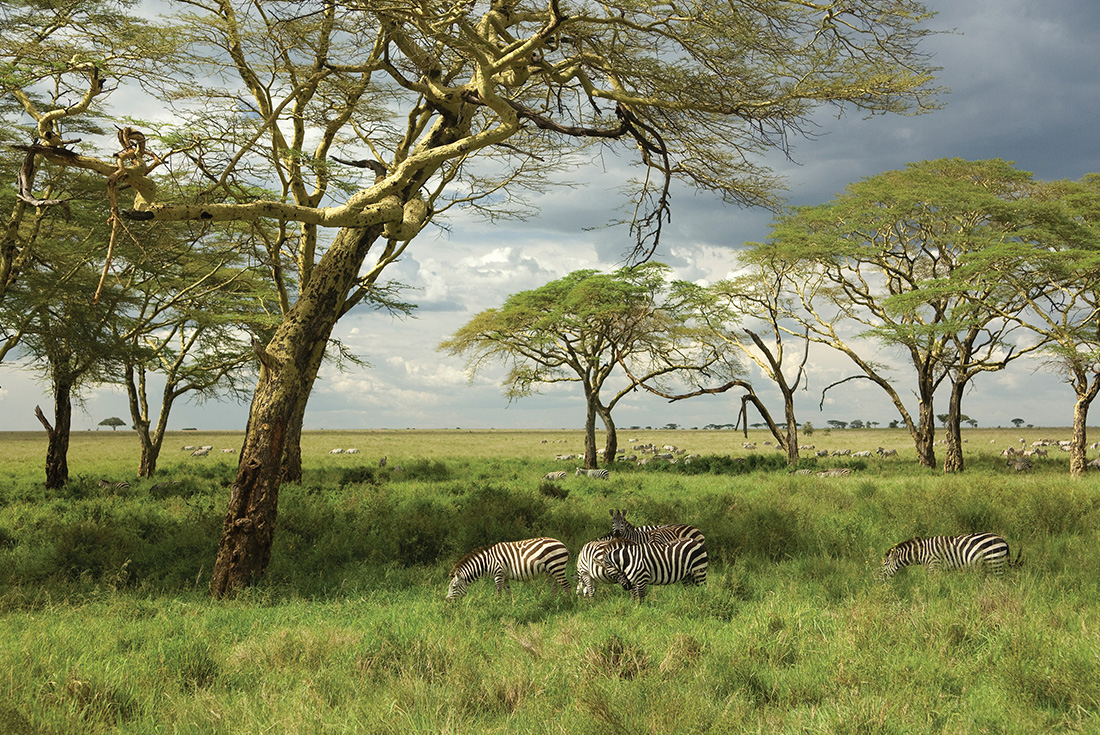 Serengeti Trail