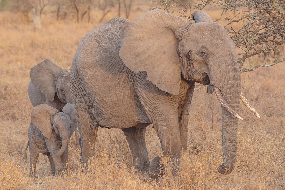 tourhub | Intrepid Travel | Serengeti Trail 