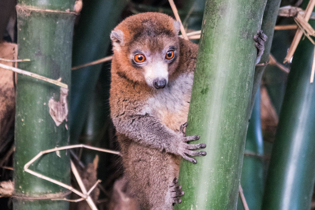 tourhub | Intrepid Travel | Comoros: Wildlife Expedition 